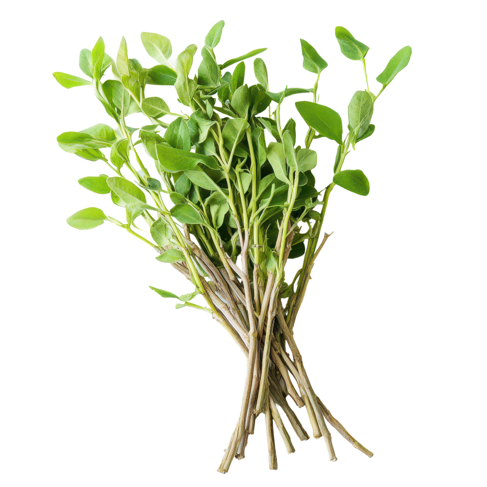 Fresh Tiliacora triandra leaves, a Thai herb known as Baiyanang, are ready for culinary use and traditional, Baiyanang Thai name Tiliacora triandra Thai herb full depth of field png