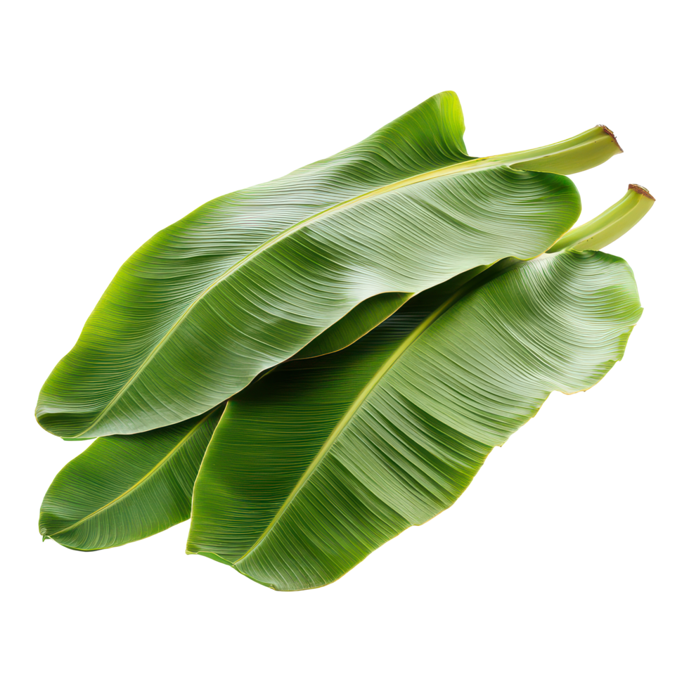 Fresh banana leaves isolated on a transparent background showcasing their vibrant green color and large size, Banana Leaves isolated on transparent background png