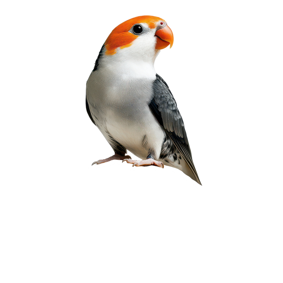 A vibrant bird perches gracefully on a rock against a crisp transparent background in a calm, serene setting, bird sitting on a rock on a transparent background png