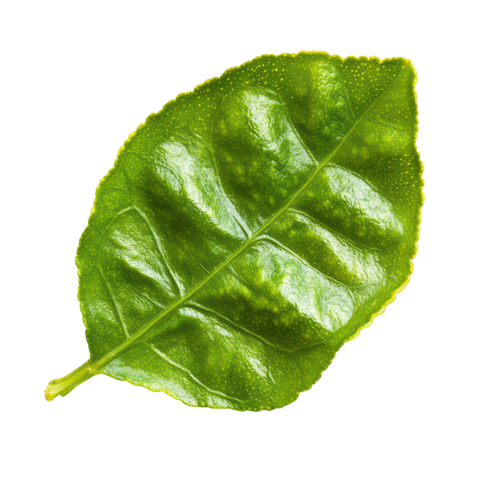 Fresh bergamot lime leaf isolated on a transparent background perfect for culinary use and aromatic applications, bergamot or Thai lime lime leaf on transparent background png