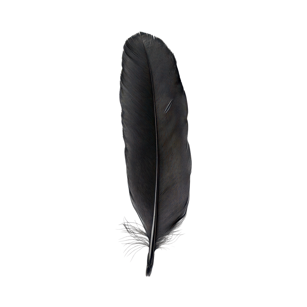 A delicate black bird feather displayed on a crisp surface for artistic appreciation and natural beauty, Black bird feather isolated on transparent background png