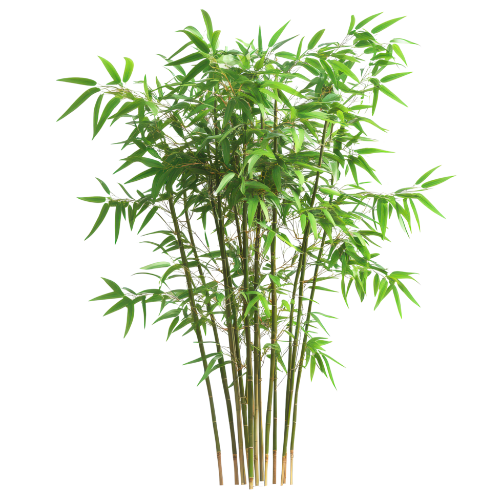 Vibrant bamboo plant with lush green leaves thriving in bright sunlight, a vibrant and tall bamboo plant with lush green leaves, transparent background. png