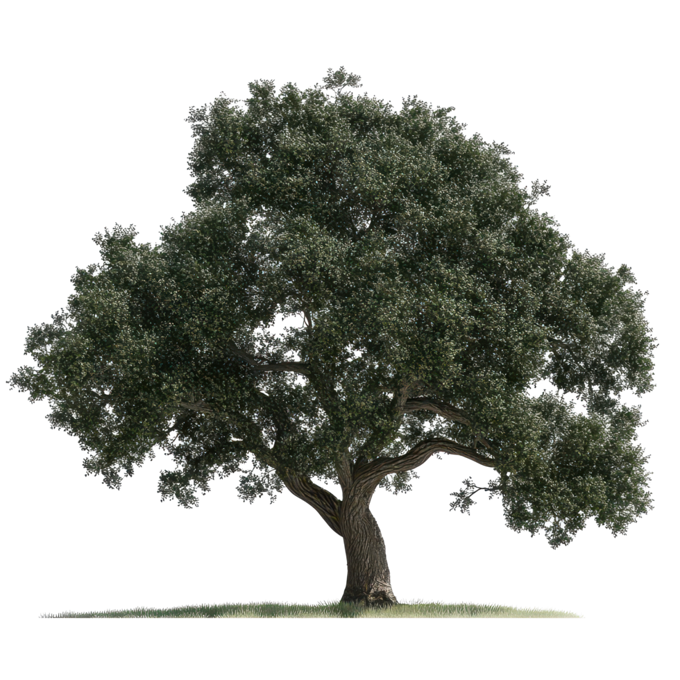 A majestic oak tree stands alone on a transparent background showcasing its lush foliage and sturdy trunk in perfect detail, A beautiful tree Oak isolated isolated on transparent background png