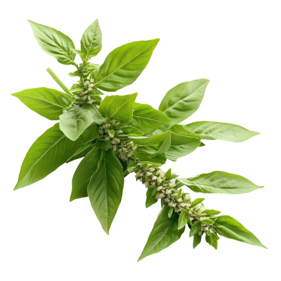 Fresh basil leaves with flowers isolated on a transparent background for culinary and gardening use, basil , thai basilisolated on transparent background png