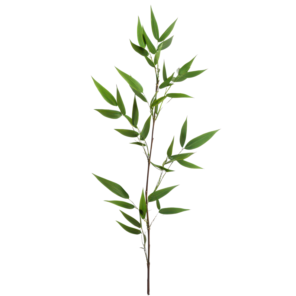 Bamboo leaves isolated on a transparent background capturing the essence of nature s simplicity and elegance, bamboo leavesisolated on transparent background png