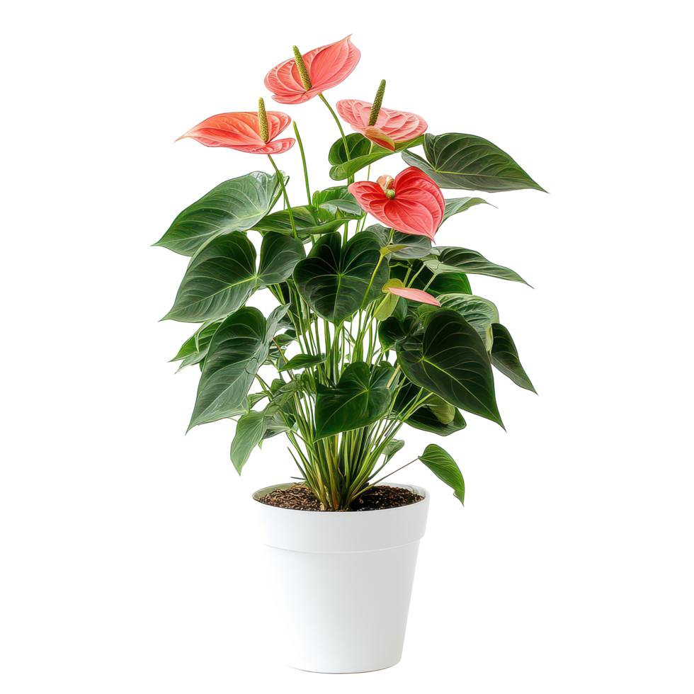 Beautiful Anthurium plant featured with vibrant pink blooms against a clean transparent background, Anthurium plant transparent background png