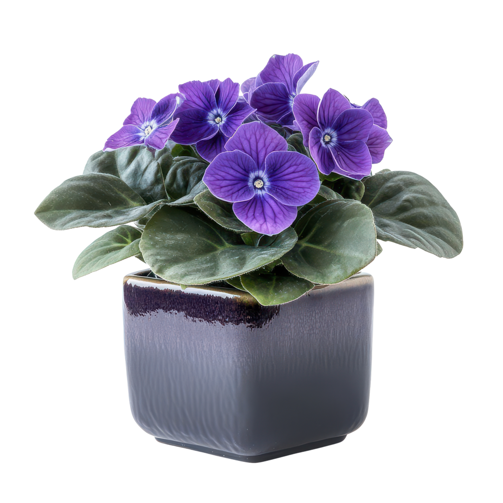 Beautiful African violet plant in a square ceramic pot enhancing home decor with vibrant colors, African Violet plant displayed in square ceramic pot isolated on solid transparent background png