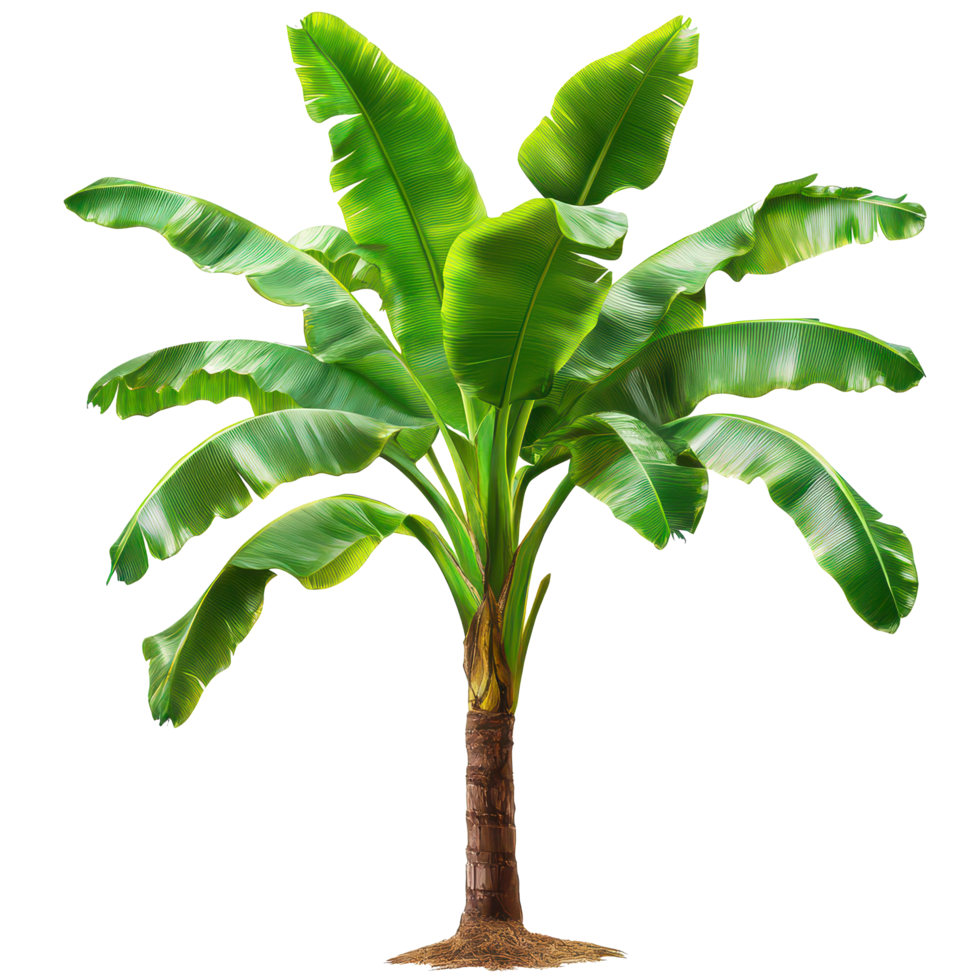 Vibrant banana tree with lush green leaves against a transparent background showcasing nature s beauty, Banana Tree on transparent background, real banana tree green leaf isolate die cut file png