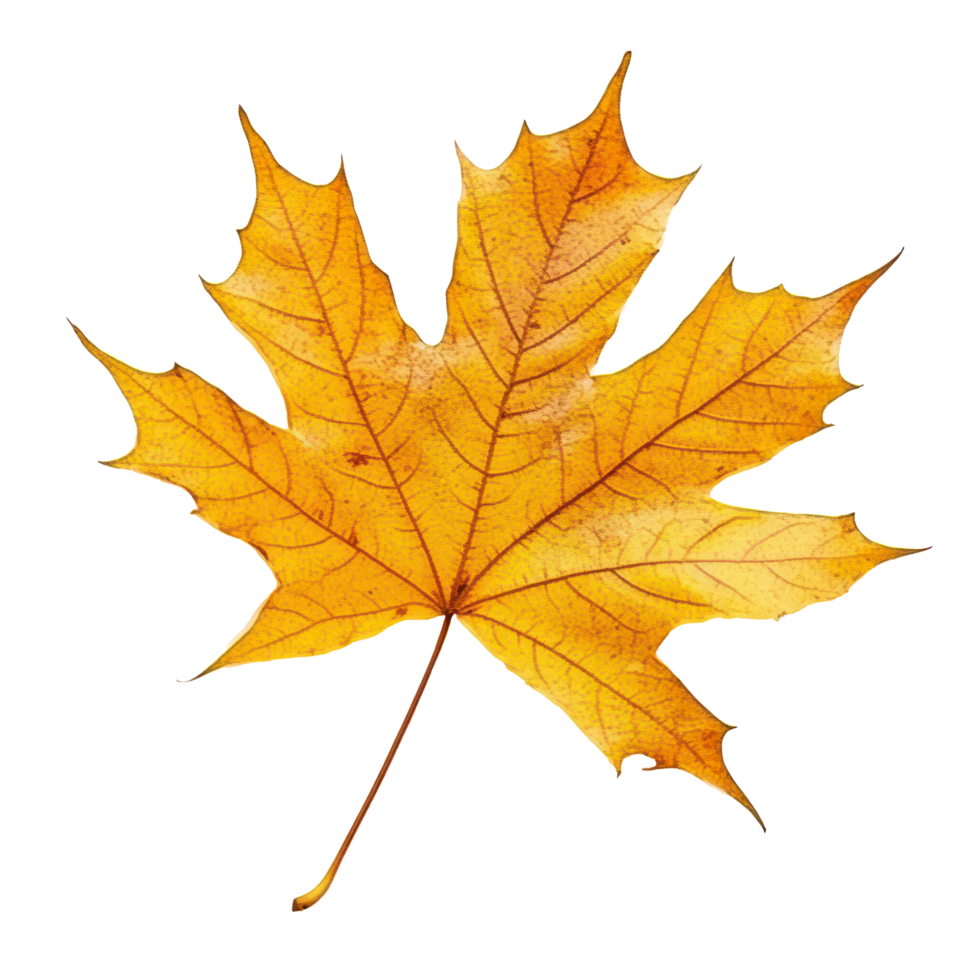 A vibrant maple leaf in autumn colors isolated against a clean transparent background, Beautiful maple leave isolated transparent background png