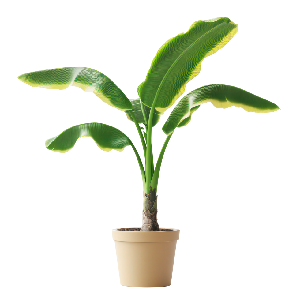 Growing banana plant in a decorative pot against a bright transparent background showcasing healthy green leaves, Banana plant in flowerpot. transparent background png