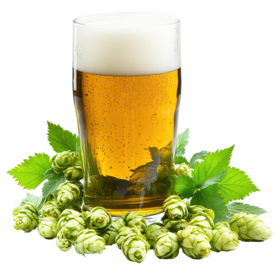 Refreshing glass of beer surrounded by fresh hops on a transparent background ready for brewing enjoyment, a glass beer and fresh hops, transparent background. png
