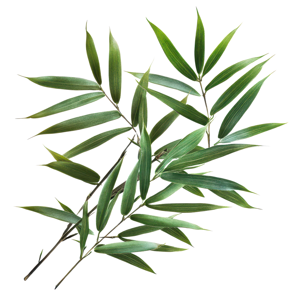 Bamboo leaves arranged artistically against a clean transparent background for a minimalist and natural aesthetic, bamboo leavesisolated on transparent background png