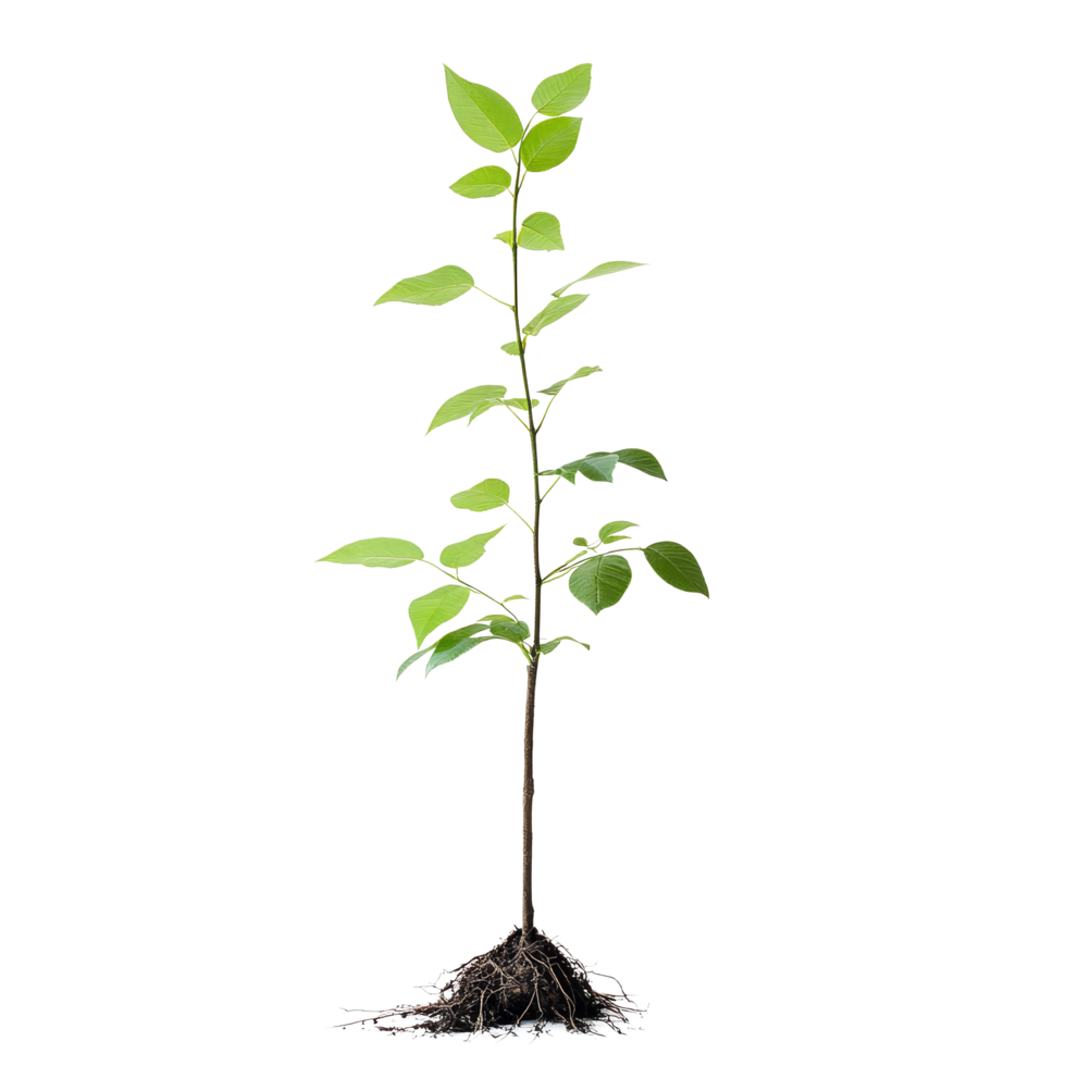 A healthy tree sapling with visible roots growing against a clean transparent background, Tree sapling or seedling with visible root against on transparent backgroundfile png