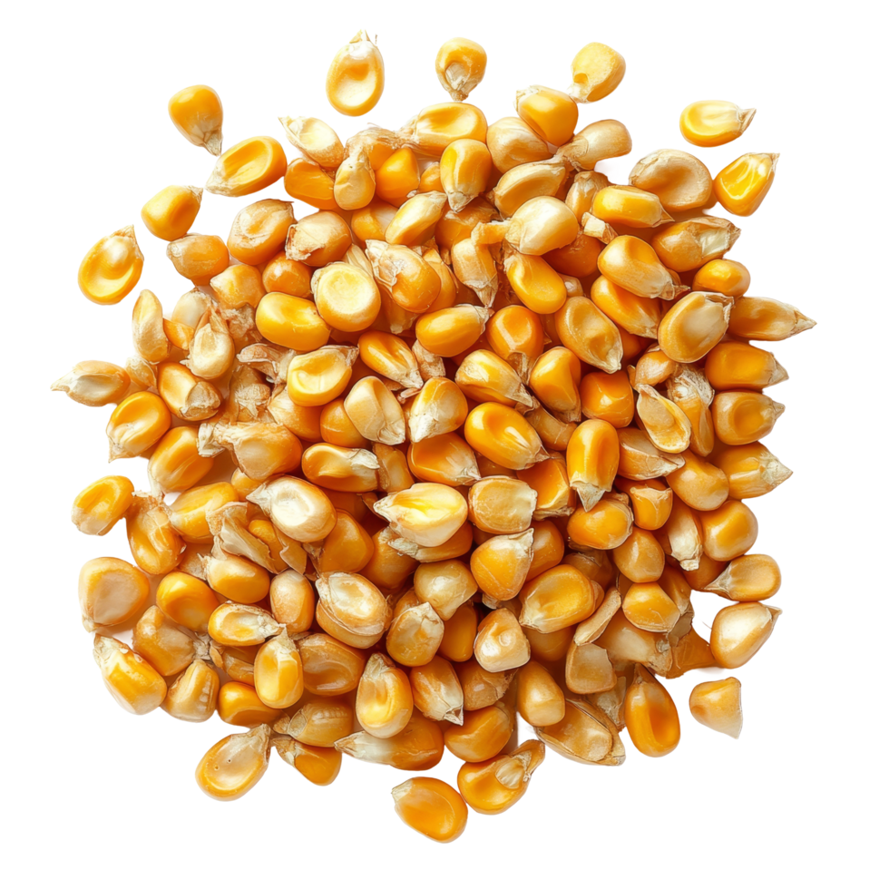 Isolated corn seeds on a transparent background showcasing their vibrant yellow color and distinct shapes, ideal for agriculture and culinary uses, Corn seedsisolated on transparent background png