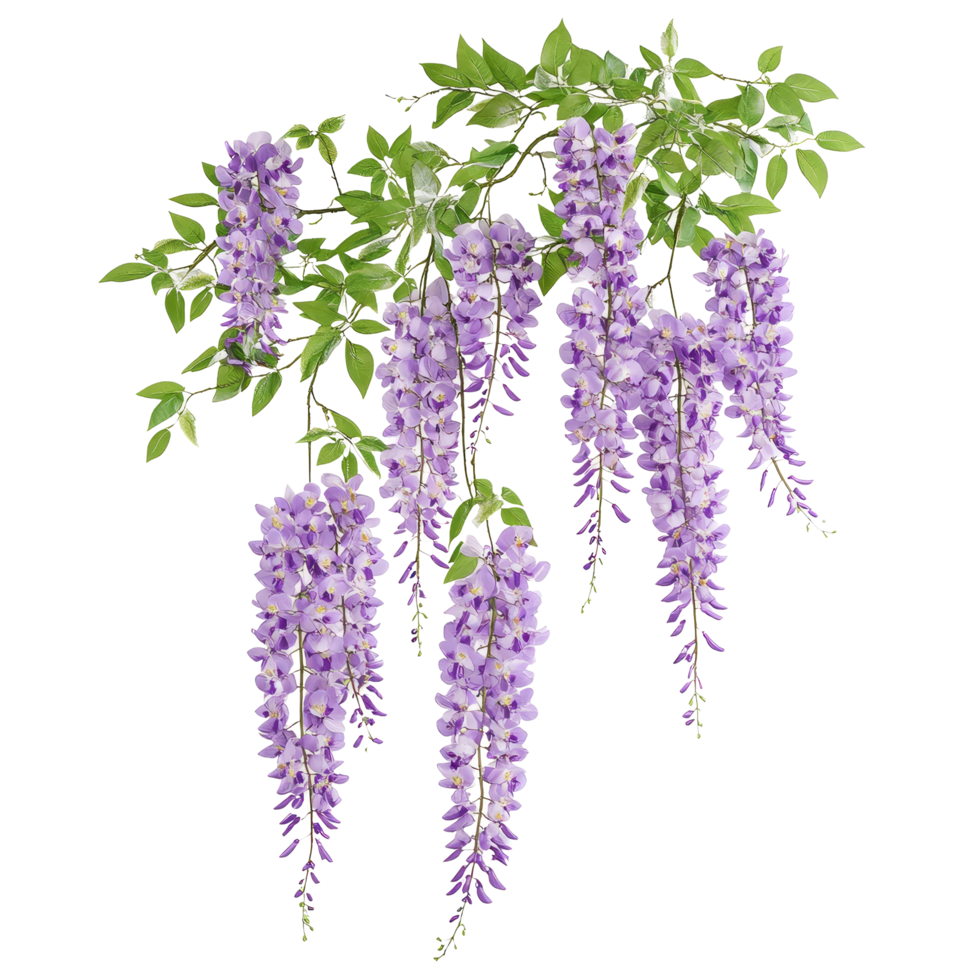 Beautiful hanging purple wisteria flowers cascading elegantly from a lush green branch, branch of beautiful hanging purple wisteria flowers, file of isolated object on transparent background png