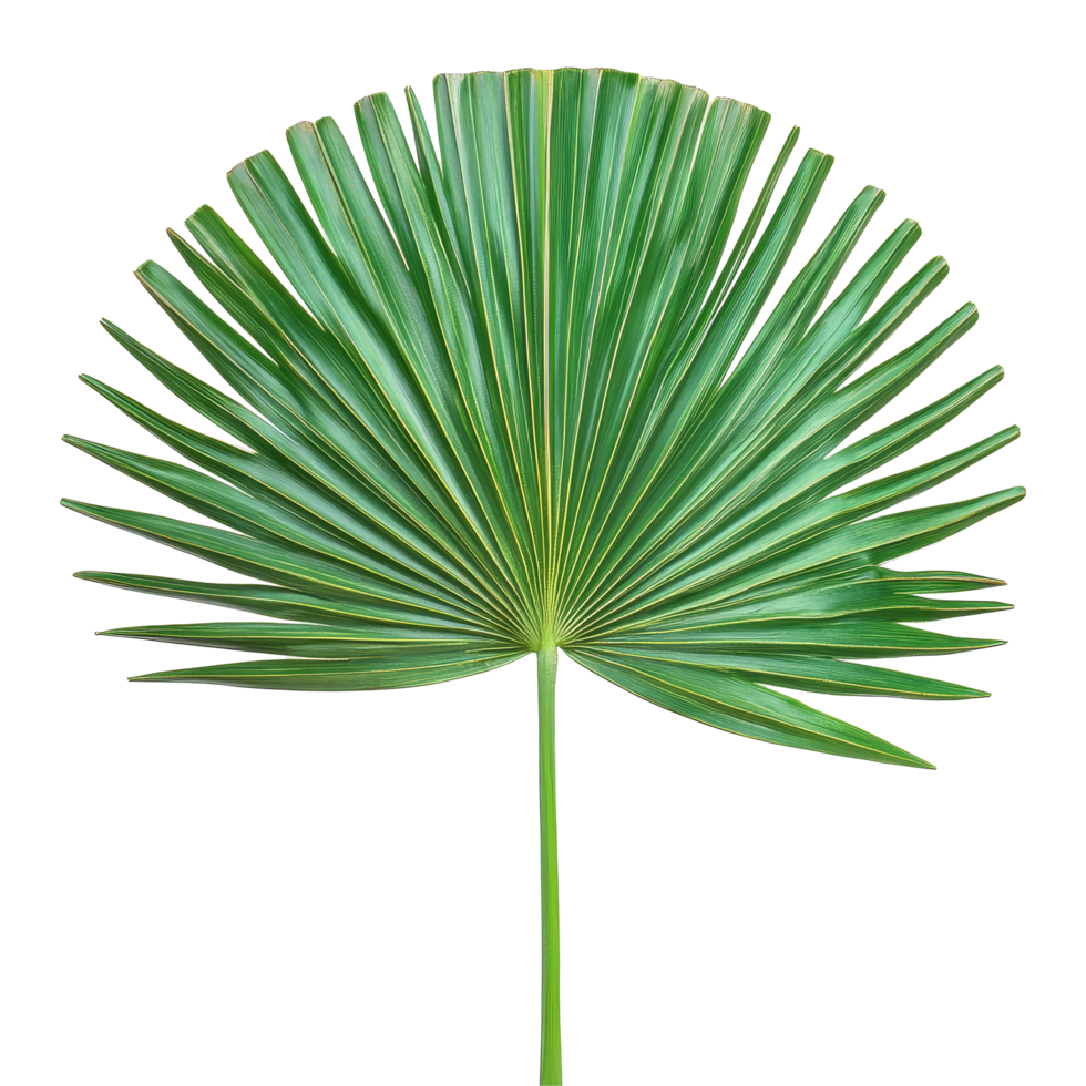 Tropical green fan palm leaf isolated on a bright transparent background showcasing its detailed structure, tropical nature green fan palm leaf on transparent backgroundfile png