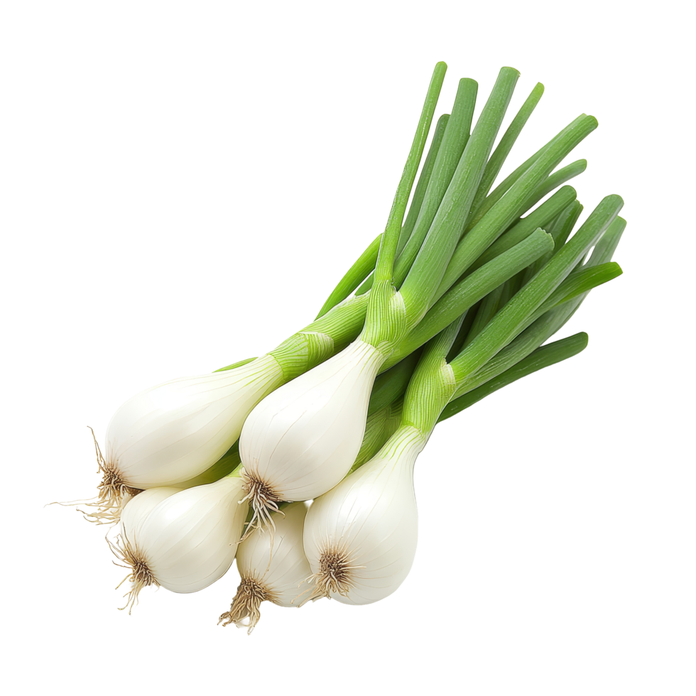 Fresh Japanese bunching onions isolated on a transparent background, showcasing their vibrant green tops and transparent bulbs, japanese bunching onion on transparent background png