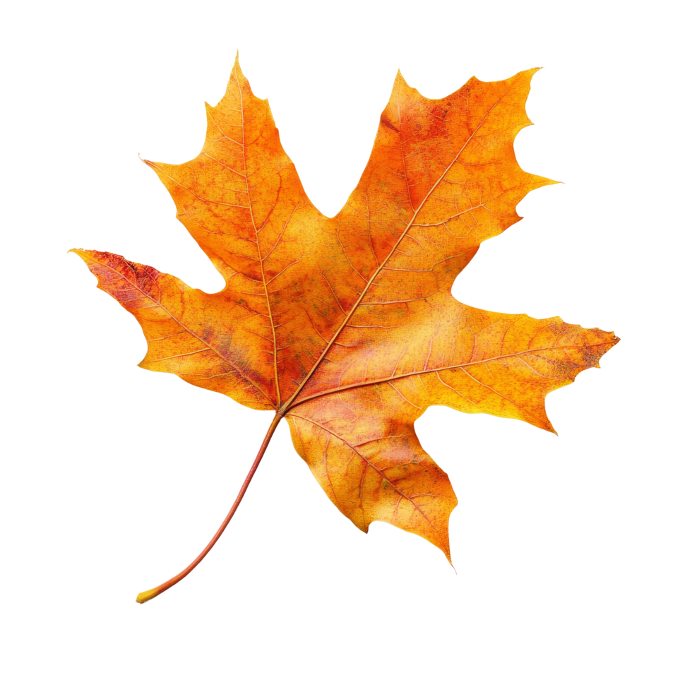 A vibrant single autumn leaf in brilliant orange hue against a clean transparent background for seasonal decor, single fall leaves isolated on transparent background cutout png