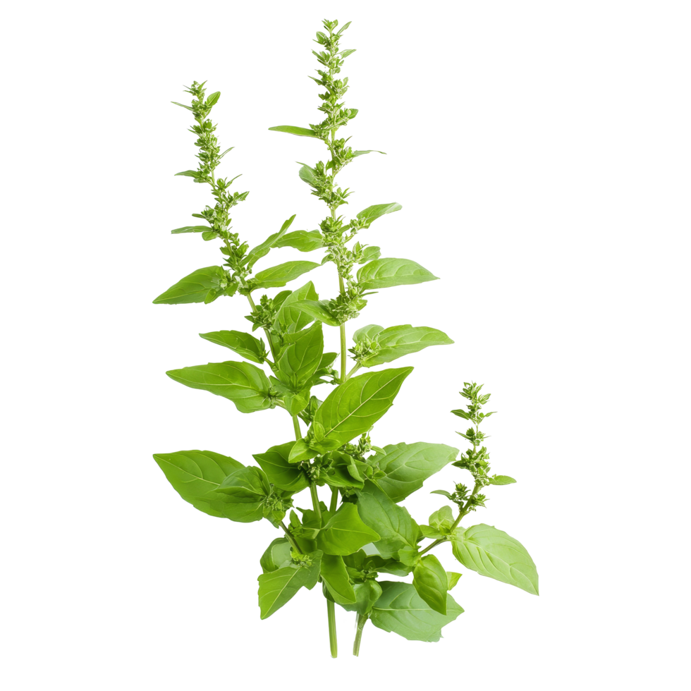 Holy basil isolate with vibrant green leaves on a pristine transparent background for botanical study, Holy basil leaf isolated on transparent background png