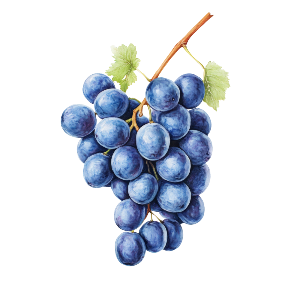 A cluster of blue grapes on a pristine transparent background showcasing their vibrant color and freshness, Blue Grapes on transparent background png