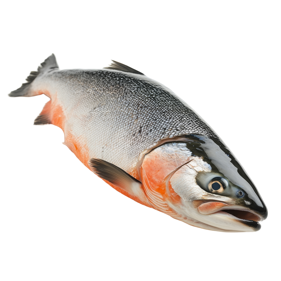 Fresh salmon fish isolated on a clean transparent background for culinary presentation or food photography, Salmon Fish Isolated on transparent background png