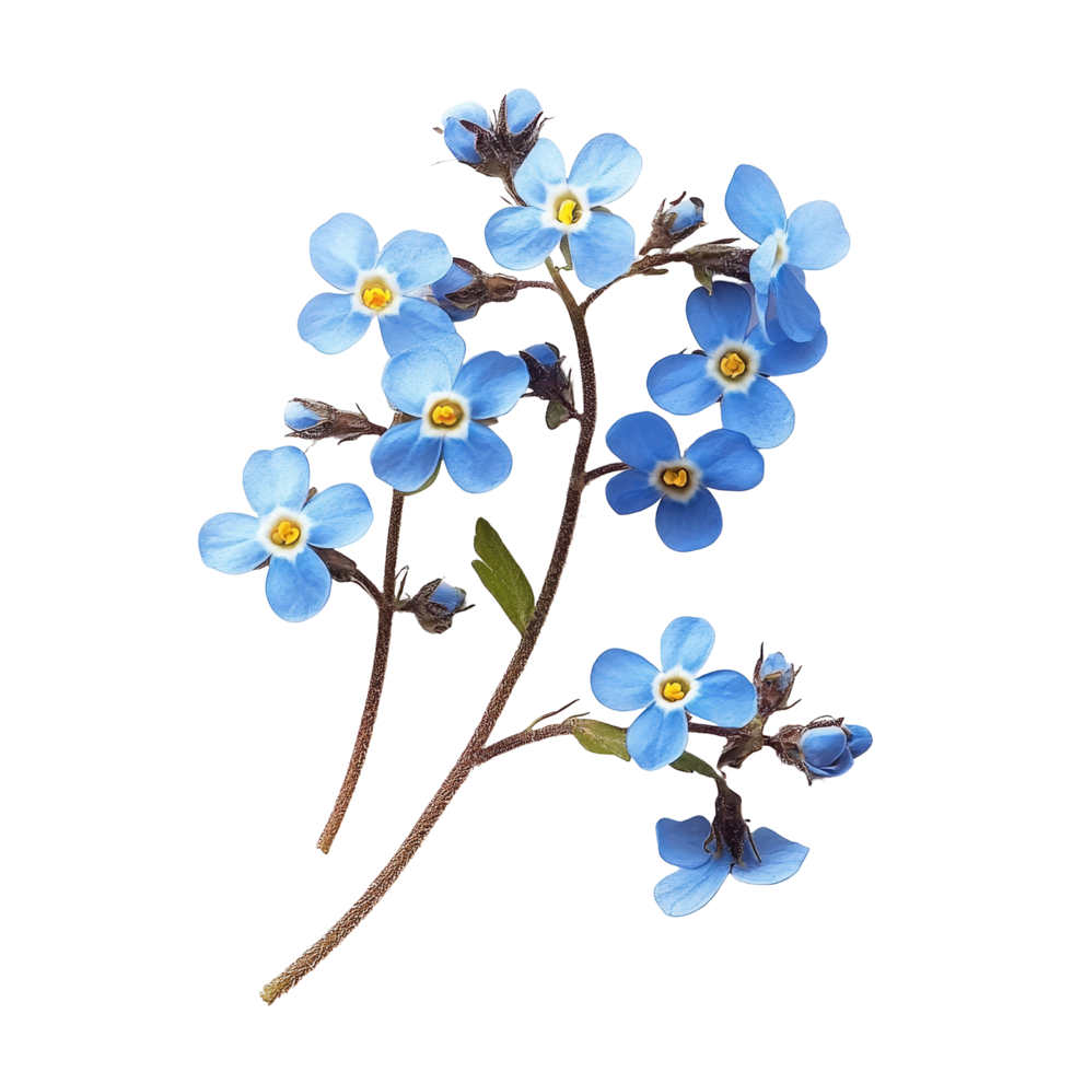 Delicate forgetmenot flowers isolated on a clean transparent background for a beautiful floral display, forget me not flowers isolated on transparent background png