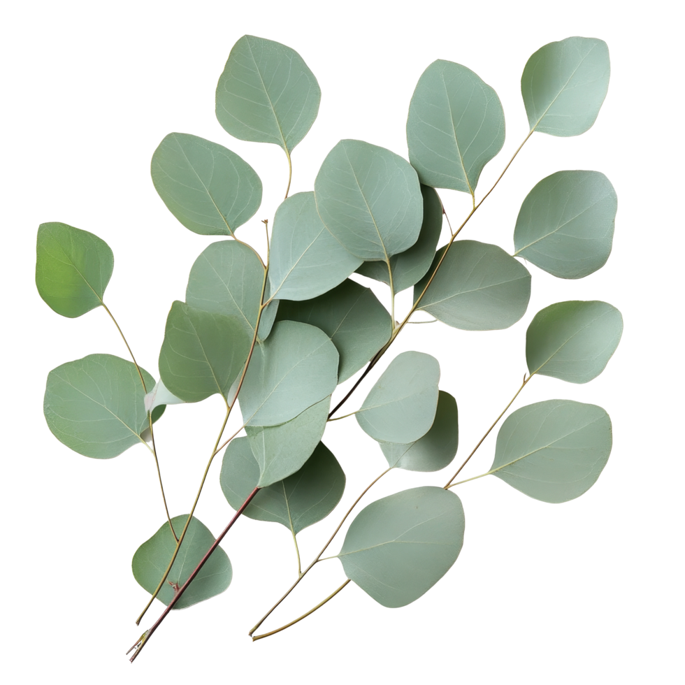Eucalyptus leaves arranged elegantly on a clean transparent background showcasing their natural beauty and unique textures, Eucalyptus leaves on a transparent background png