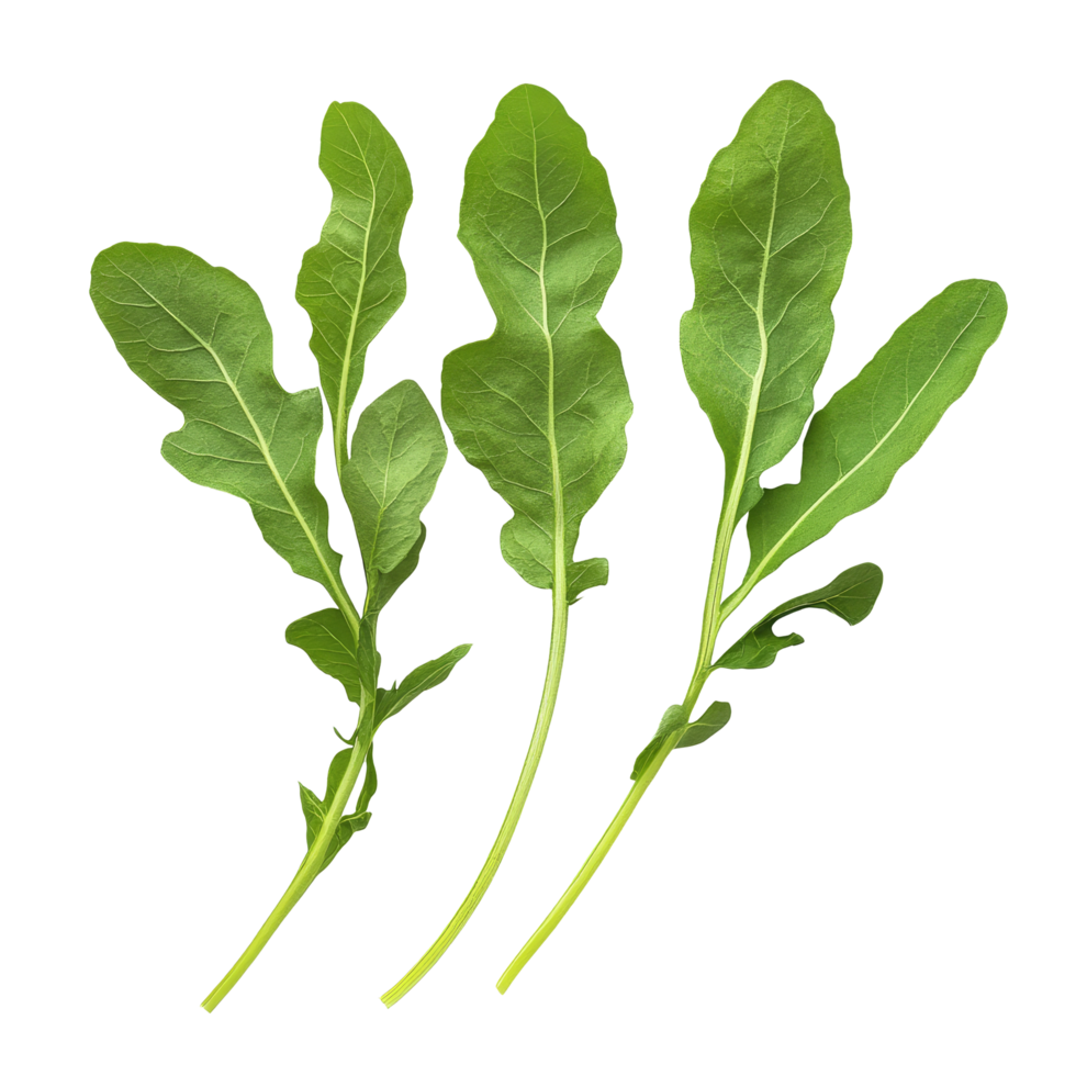 Fresh wild rocket leaves laid out against a clean transparent background for culinary presentation, Wild rocket leaves isolated on transparent background png