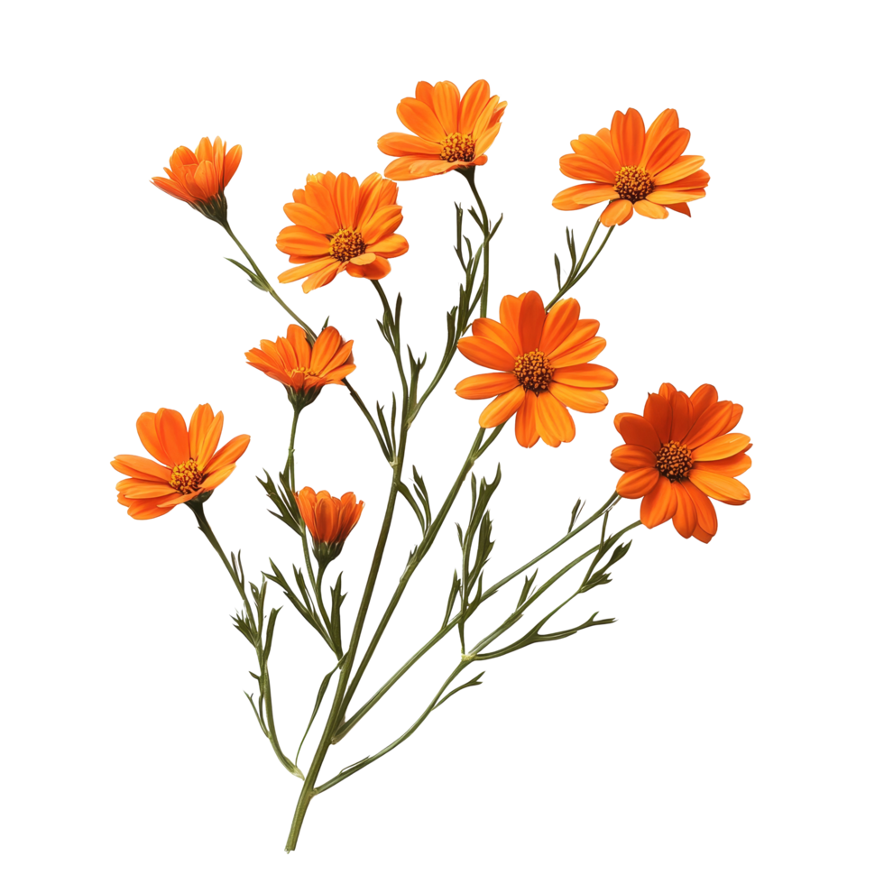 Vibrant orange flowers with green stems isolated on a transparent background capture the essence of natures beauty, orange flowers isolated on transparent background png