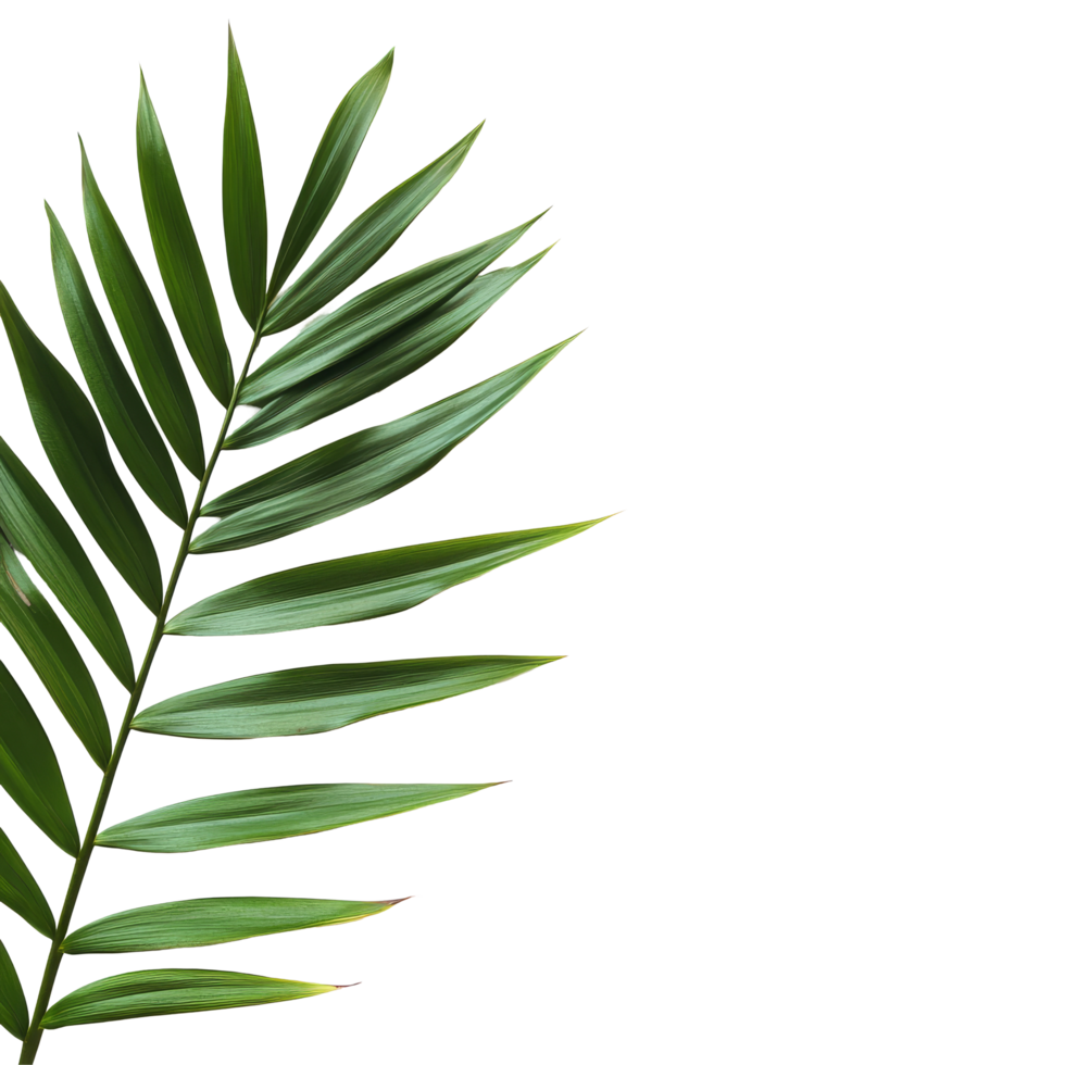 Lush tropical palm leaf elegantly displayed on a minimalist picture frame against a soft transparent background, tropical nature green palm leaf on picture frame on transparent background png