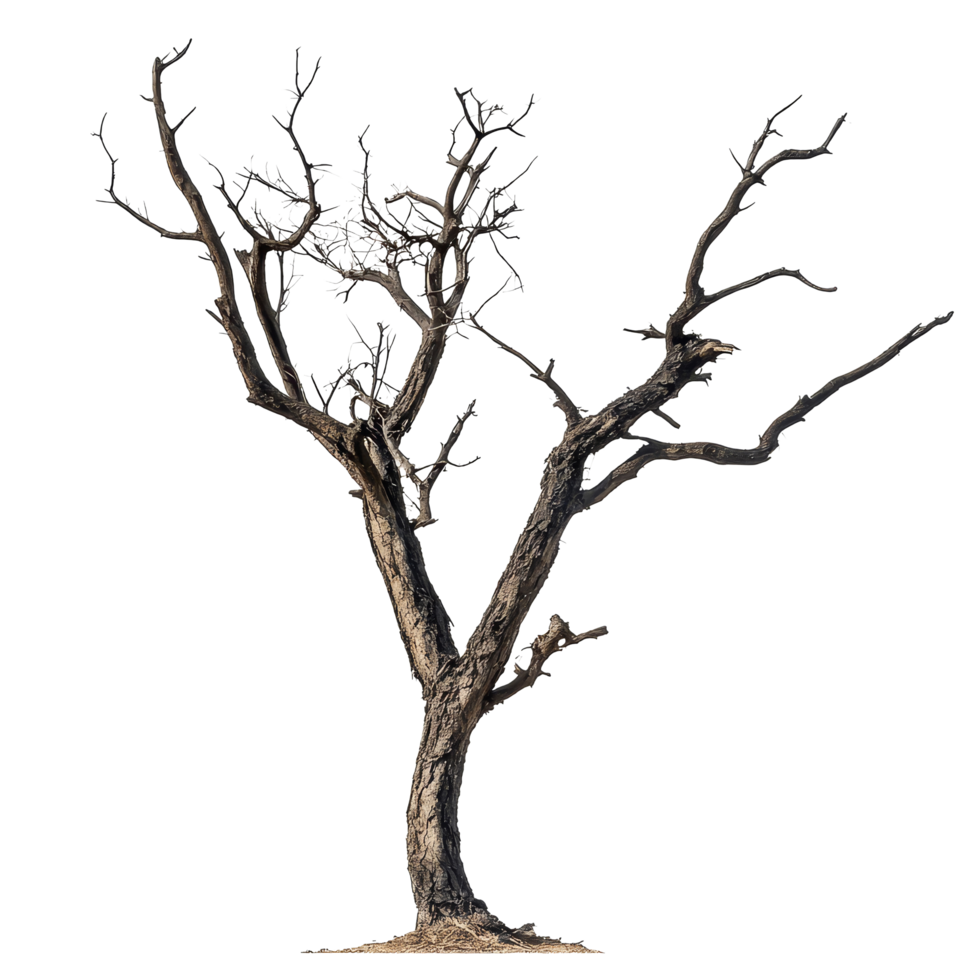 Bare, leafless tree standing alone on a transparent background, showcasing winters impact on natures beauty, pea isolated on transparent background png