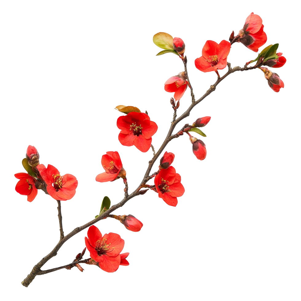 Vibrant red flowers on a transparent background highlight natural beauty and color, Branch of Red Flowers on transparent background png