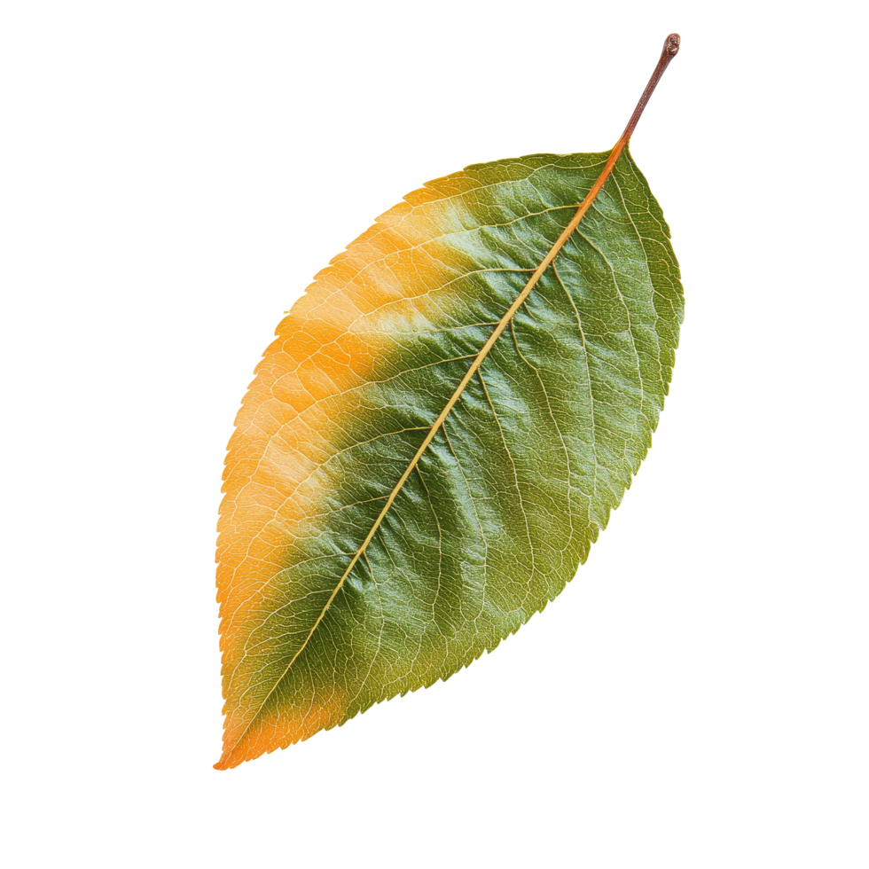 Isolated peach fruit leaf showcasing vibrant green and orange hues on a clean transparent background for nature enthusiasts, Peach fruit leaf isolated on transparent background png
