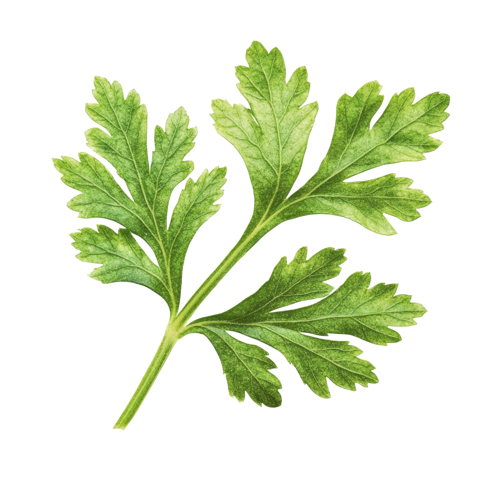 Fresh parsley leaf isolated on a transparent background showcasing its vibrant color and distinct leaf structure, Parsley leaf isolated on transparent background png