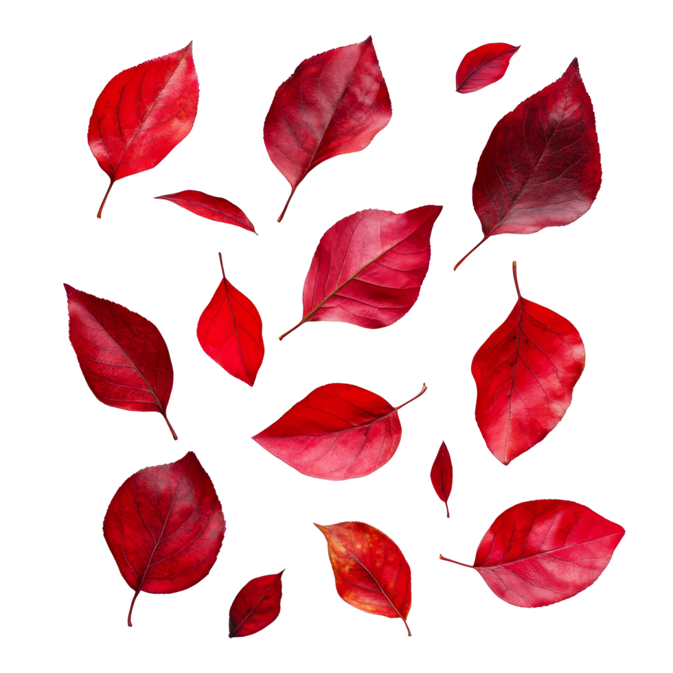Vibrant red autumn leaves scattered against a clean transparent background capturing the essence of falls beauty, red autumn leaves isolated transparent background png