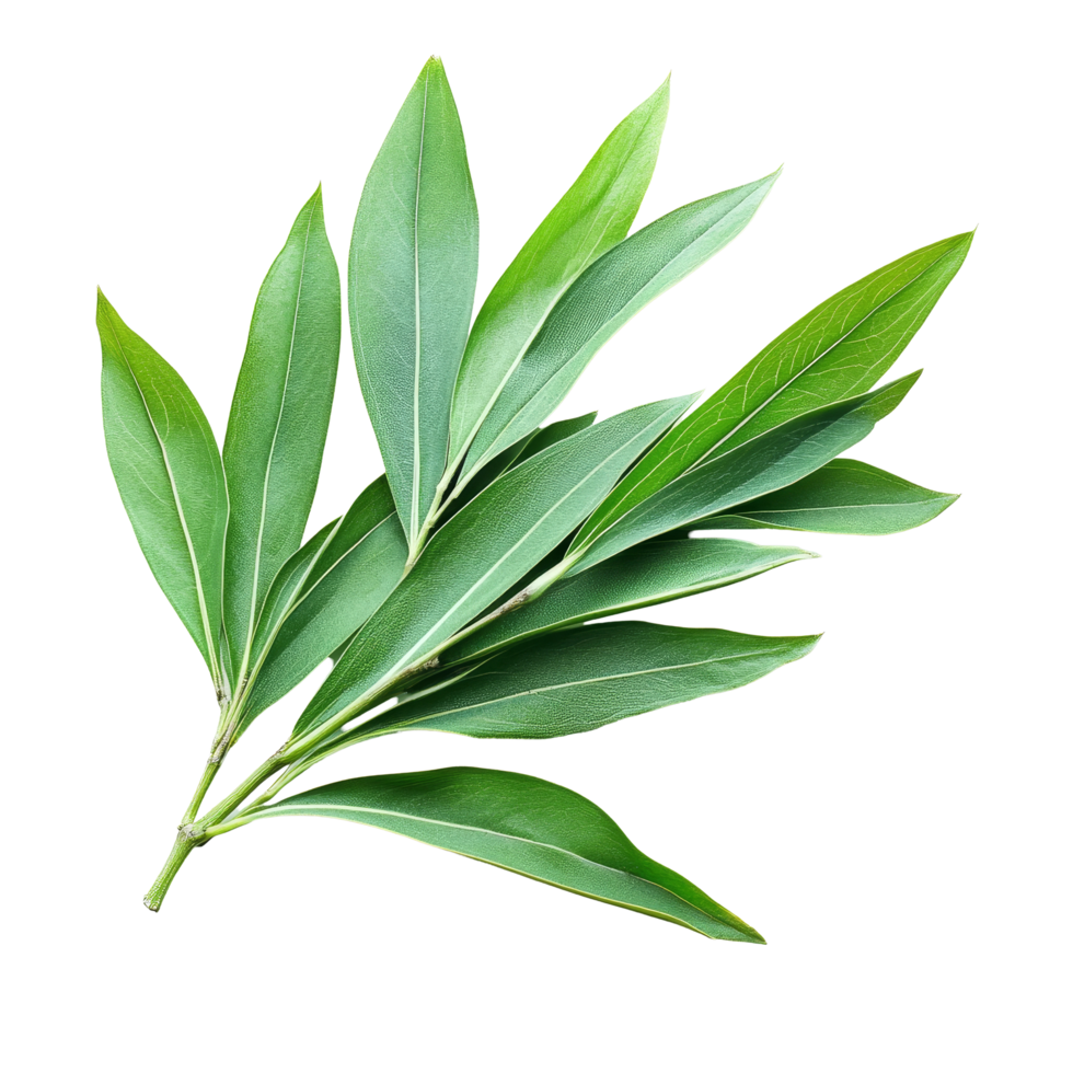 Green leaves of Kariyat or Andrographis paniculata displayed on a transparent background for herbal study, Kariyat or Andrographis paniculata green leaves isolated on a transparent background png