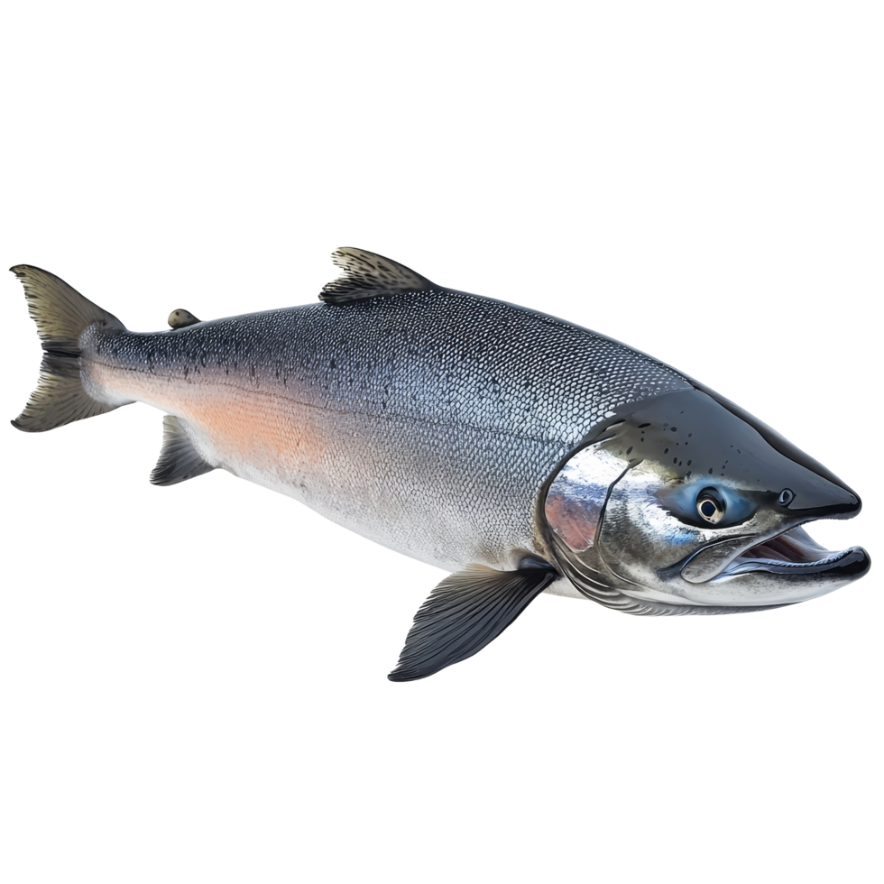 Pacific salmon fish displayed on a transparent background, showcasing its vibrant features and shape, a pacific salmon fish isolated on transparent background png