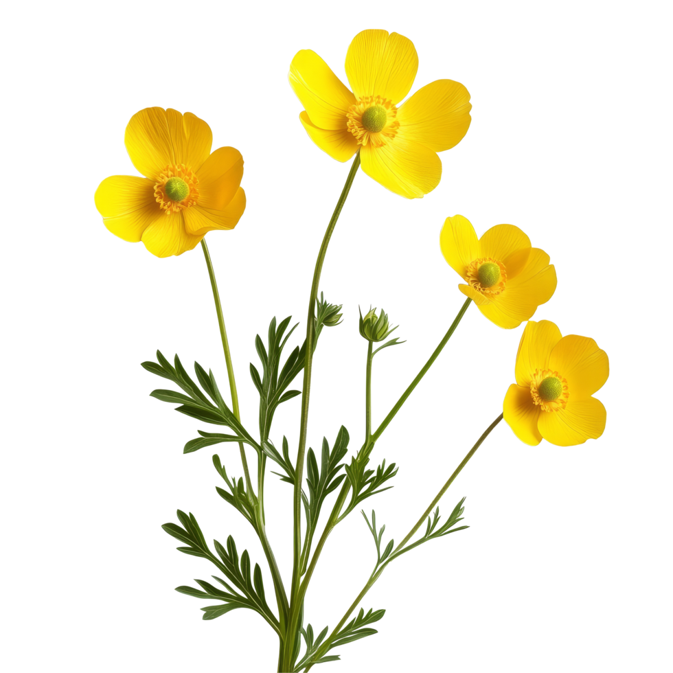 Bright buttercup flowers isolated on a clean transparent background showcasing natural beauty and vibrant colors, Buttercup flowers isolated on transparent background cutout png