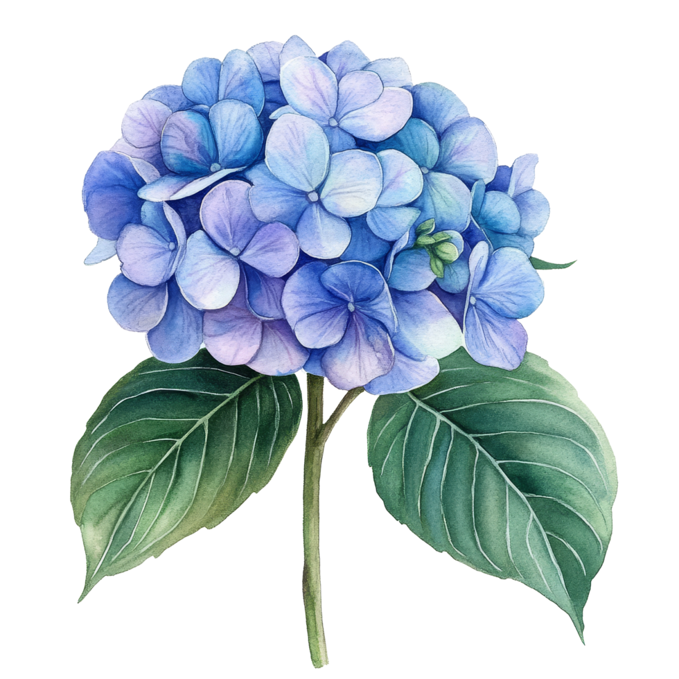 Delicate watercolor hydrangea flower with lush green leaves on a pure transparent background, hydrangea flowers isolated on transparent background png