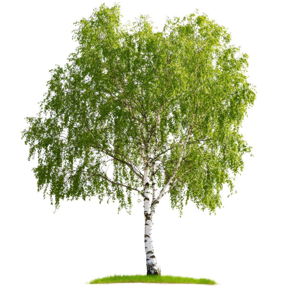 Beautiful summer birch tree with vibrant green leaves in a lush, isolated setting on a sunny day, Summer green birch tree, file of isolated object on transparent background png