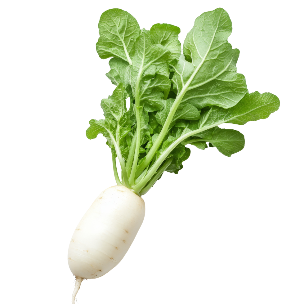 Fresh transparent radish with leafy greens on a clean transparent background showcasing its vibrant, healthy appearance, fresh transparent radish on transparent background png