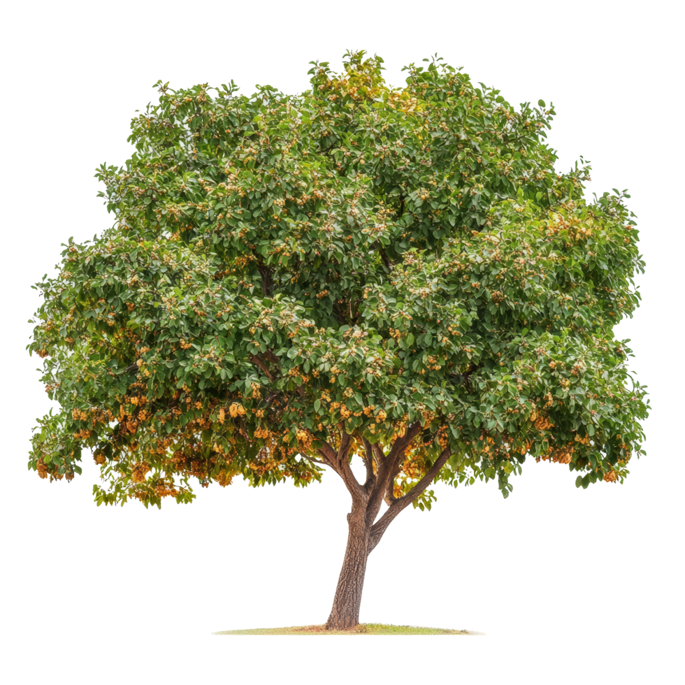 Beautiful soap nut tree with rich green foliage and ripe fruit isolated against a transparent background, Soap nut tree isolated on transparent background png