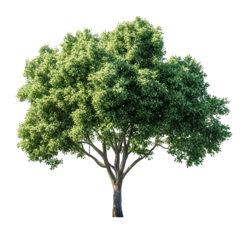 Lush green tree isolated on a transparent background for use in design and illustration projects, green trees isolated on blank trasparent background, png