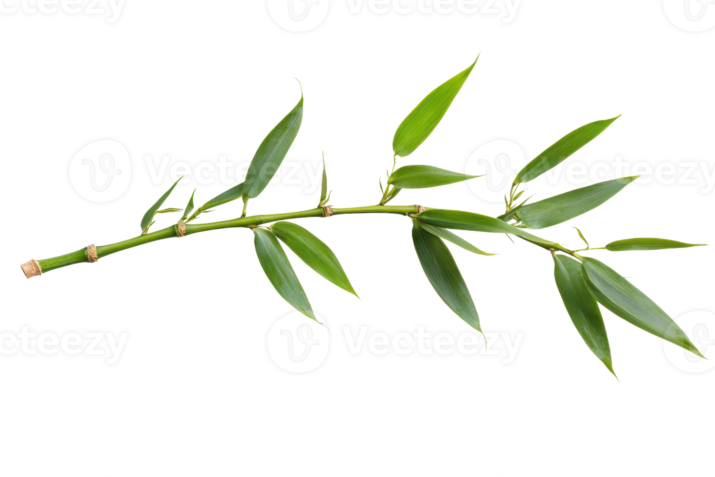 A green bamboo branch featuring slender leaves arranged along a textured stem. png