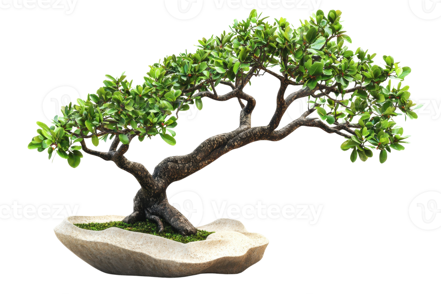 A twisted bonsai tree with lush green leaves, beautifully perched on a smooth stone base, showcasing artistry in nature. png