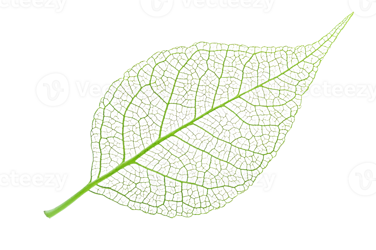 A detailed green leaf showcasing intricate veining and a slender stem. png