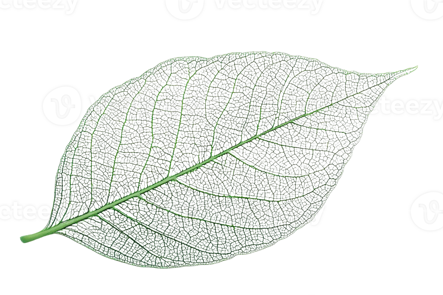 A detailed leaf showcasing its structure, veins, and natural texture. png