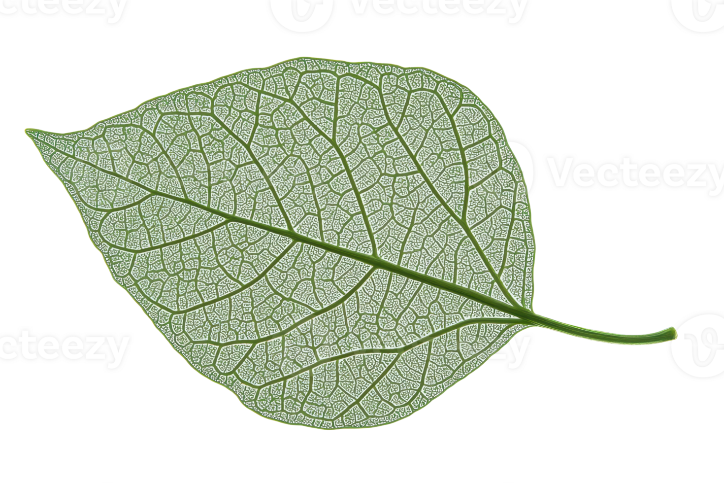 A detailed leaf showcasing intricate vein patterns and a vibrant green color. png