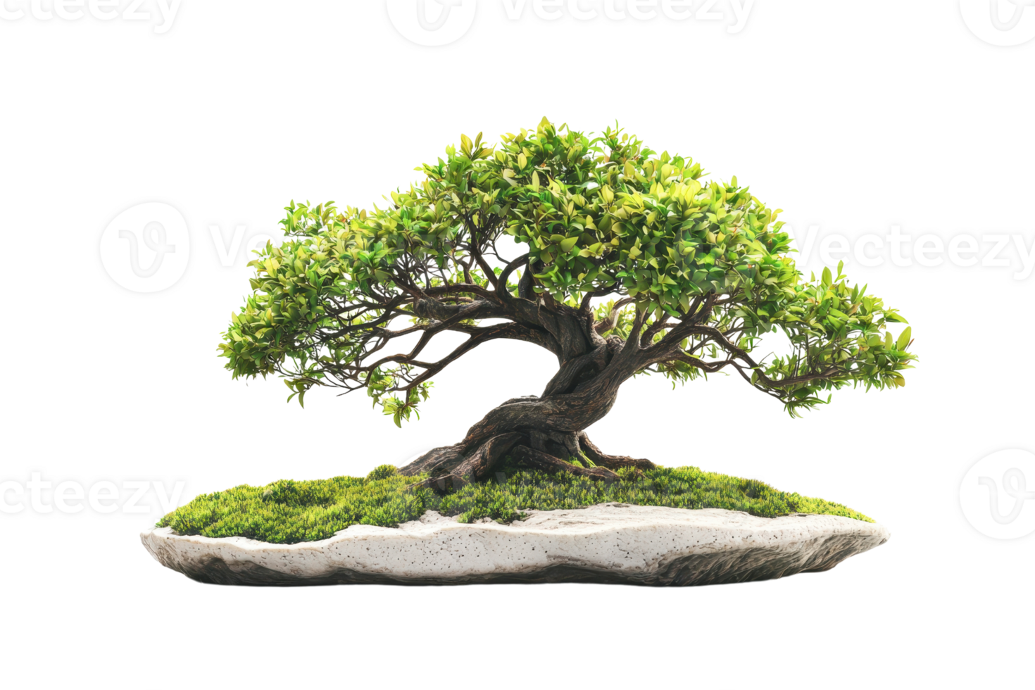 A lush, green bonsai tree with intricate branches and detailed foliage, showcased on a textured base. png