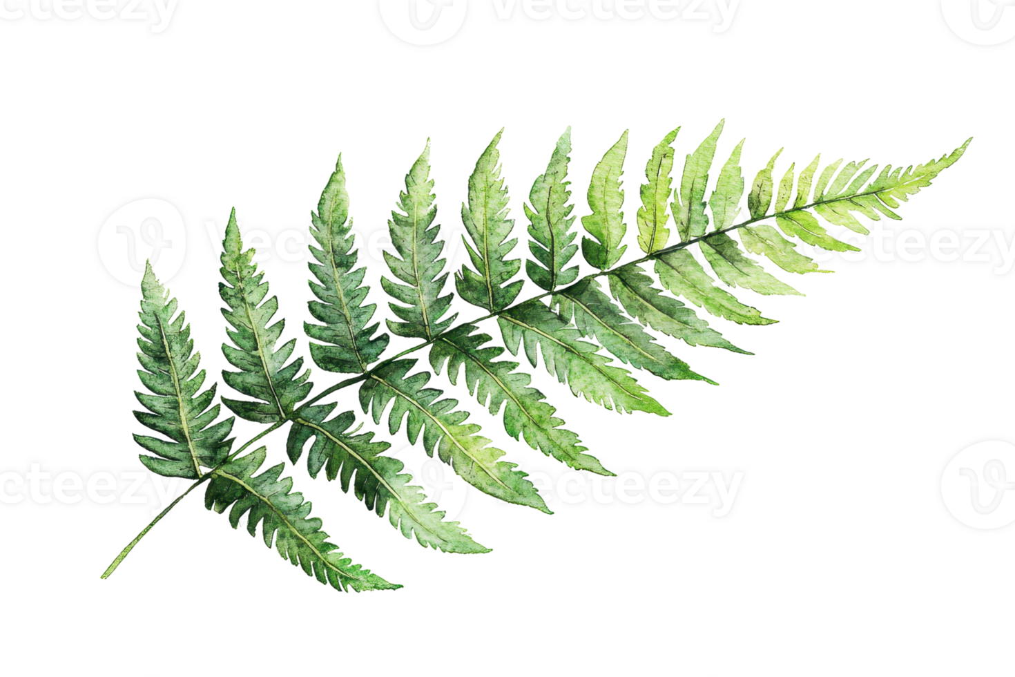 A lush green fern leaf showcasing intricate patterns and a natural, vibrant appearance. png